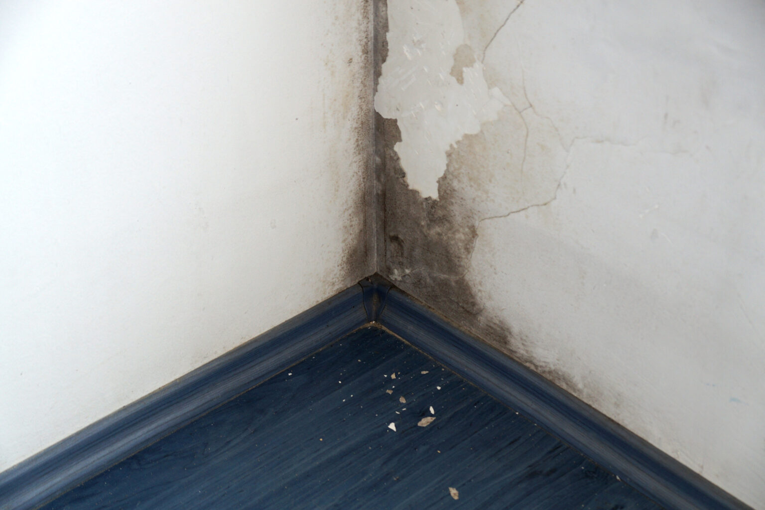 Schimmel hinter dem Schrank sofort abklären und beseitigen
